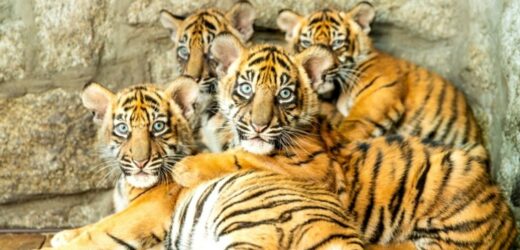 Znamy imiona tygrysów sumatrzańskich z wrocławskiego zoo