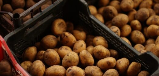 Dodaj do worka z ziemniakami. Prosty trik opóźni proces kiełkowania