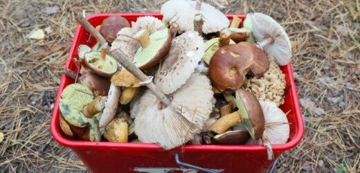 Nadal jest szansa na pełne kosze. Jakie grzyby zbierać w listopadzie?