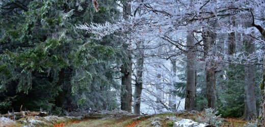 Będzie chłodno i wietrznie. Nowe prognozy IMGW