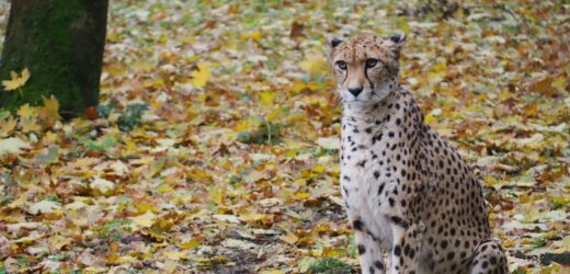 Smutne wieści z warszawskiego zoo. Wilma wyjeżdza do Grecji
