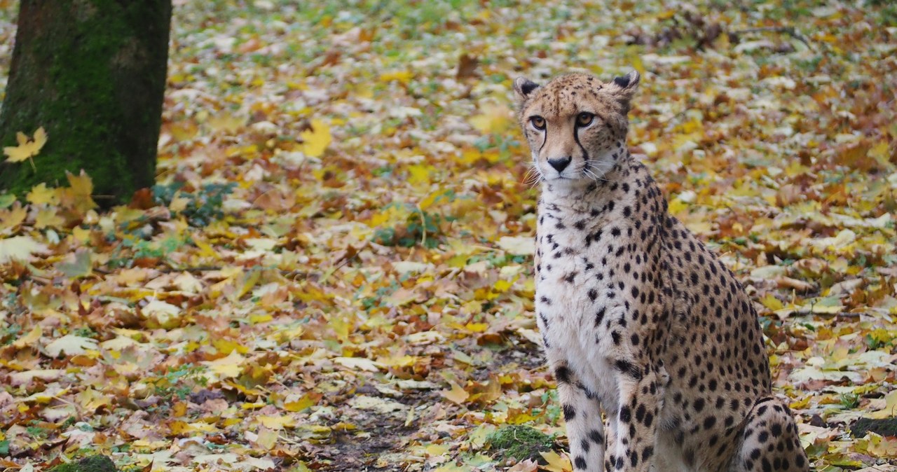 Smutne wieści z warszawskiego zoo. Wilma wyjeżdza do Grecji