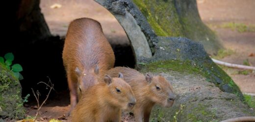 Zoo „Leśne Zacisze” ma nowych mieszkańców. To dwie kapibary