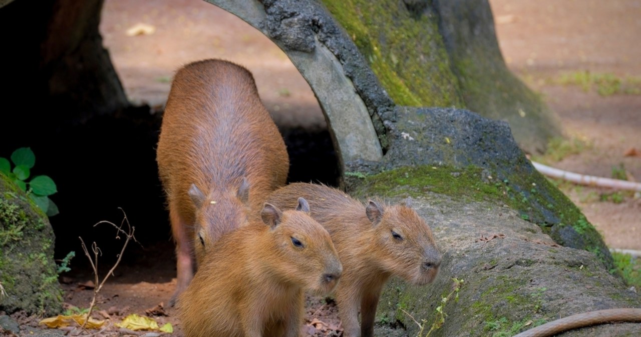 Zoo „Leśne Zacisze” ma nowych mieszkańców. To dwie kapibary