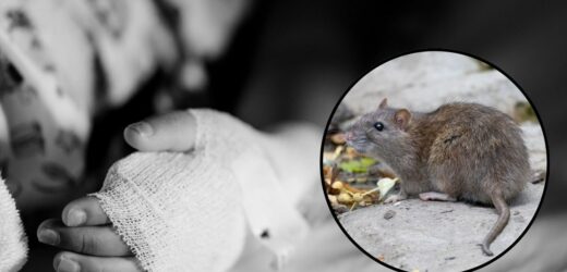 3-latka zmarła w szpitalu. Zatruła się preparatem na gryzonie?