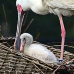 Urubu, koskoroby, drzewice i warzęchy. Sukces lęgowy w gdańskim zoo