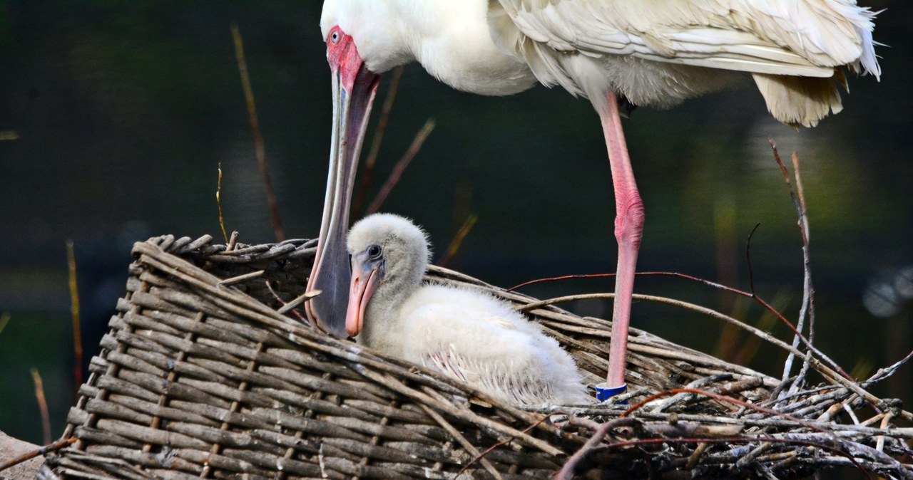 Urubu, koskoroby, drzewice i warzęchy. Sukces lęgowy w gdańskim zoo