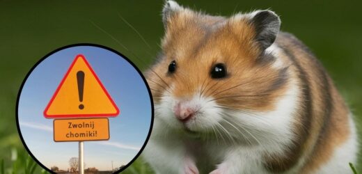 „Zwolnij, chomiki”. Znak drogowy ma pomóc gryzoniom