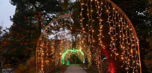 „Magiczny Botaniczny”. Świetlna wystawa w Warszawie