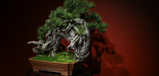 ​Ikebana i bonsai. Piękno natury na wystawach w krakowskim Muzeum Manggha