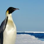 Witamy cię, pingwinie. Nietypowy przybysz na australijskiej plaży