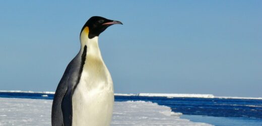 Witamy cię, pingwinie. Nietypowy przybysz na australijskiej plaży