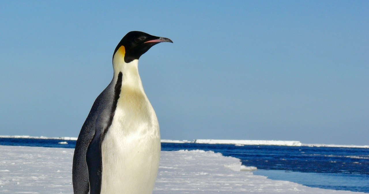 Witamy cię, pingwinie. Nietypowy przybysz na australijskiej plaży