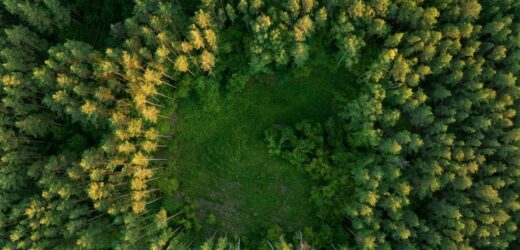 NIK krytykuje kosztowne programy Lasów Państwowych. „Nie ograniczyły emisji CO2”