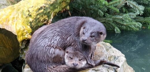 Wydra Nysa opuszcza warszawskie zoo. Trafi do Japonii