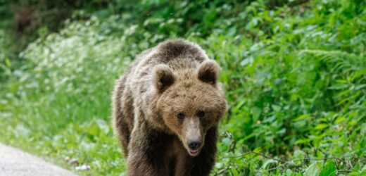 „Operacja Niedźwiedzi Pazur”. Próbowali wyłudzić ubezpieczenie metodą „na misia”