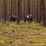 Kłopotliwe koniki z Klinisk. W stadzie są weterani ucieczek z zagrody