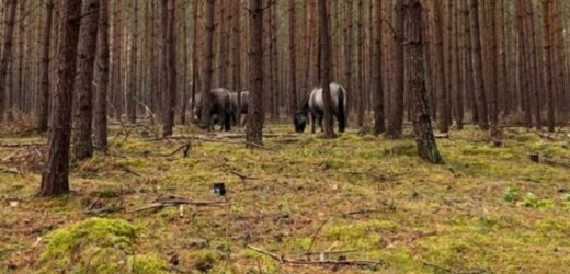 Kłopotliwe koniki z Klinisk. W stadzie są weterani ucieczek z zagrody