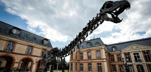 Gigant z przeszłości na aukcji. Szkielet dinozaura sprzedany za miliony