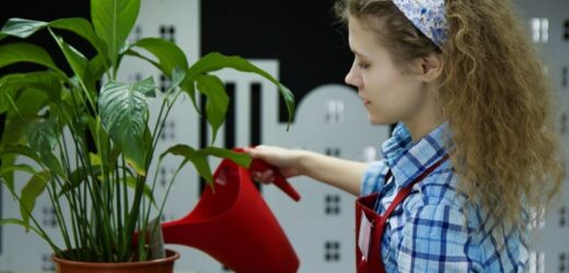 Wystarczy dodać do doniczki. Skrzydłokwiat w mig wypuści kwiaty