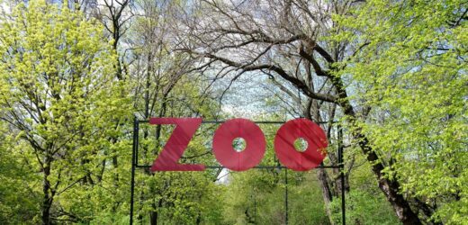Ruszyła mikołajkowa zbiórka prezentów dla zwierząt z warszawskiego zoo