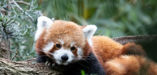 Nie żyje trzymiesięczna panda. Zwierzę zmarło ze stresu