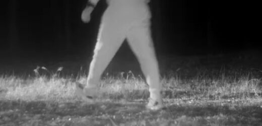 Chcieli nagrać wilki, przyłapali „leśną ninję”. Zobacz, co uwieczniła fotopułapka