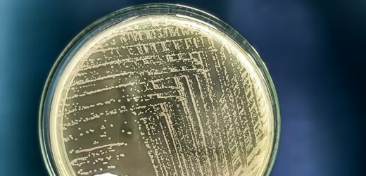 Alarmujące dane: Oporne na antybiotyki bakterie w Europie