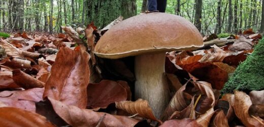 Grzybobranie pod koniec listopada? Spod śniegu wyłoniły się rydze, kanie oraz kurki