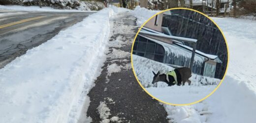Niecodzienny widok w Kanadzie. Jeleń w kamizelce odblaskowej