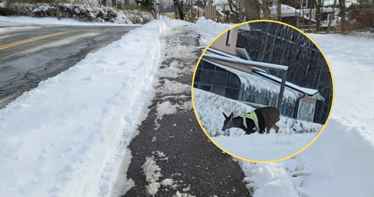 Niecodzienny widok w Kanadzie. Jeleń w kamizelce odblaskowej