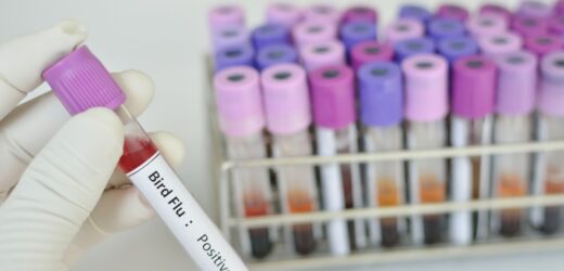 Ognisko ptasiej grypy na Mazowszu. Blisko 170 tys. indyków zutylizowanych