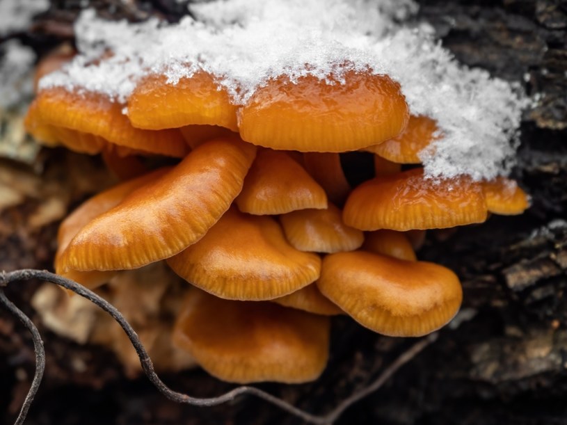 Ten smaczny, zimowy grzyb to skarbnica zdrowia. Szukaj go na pniach
