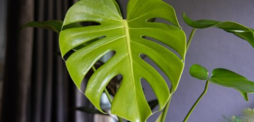 Pierwszy znak, że monstera dogorywa. Objaw pojawia się na liściach