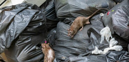 Szczury plagą europejskich miast. „Nie mamy z nimi szans, to walka z wiatrakami”