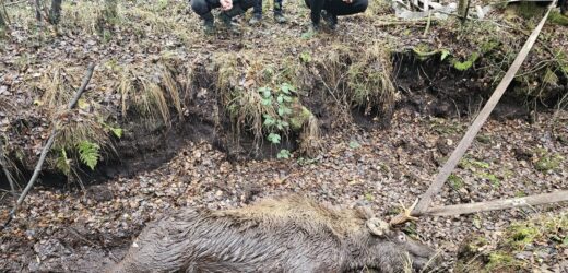 Łoś ugrzązł w torfowisku. Pomogli leśnicy i strażacy