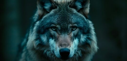 Czerwony Kapturek, wilkołak i wilki. Dlaczego Europa zmierza tam, gdzie nie powinna?