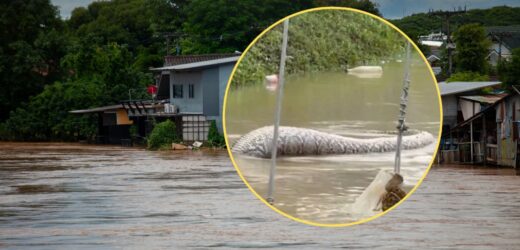 Powódź zalała ulice Tajlandii. W wodzie dryfował gigantyczny wąż