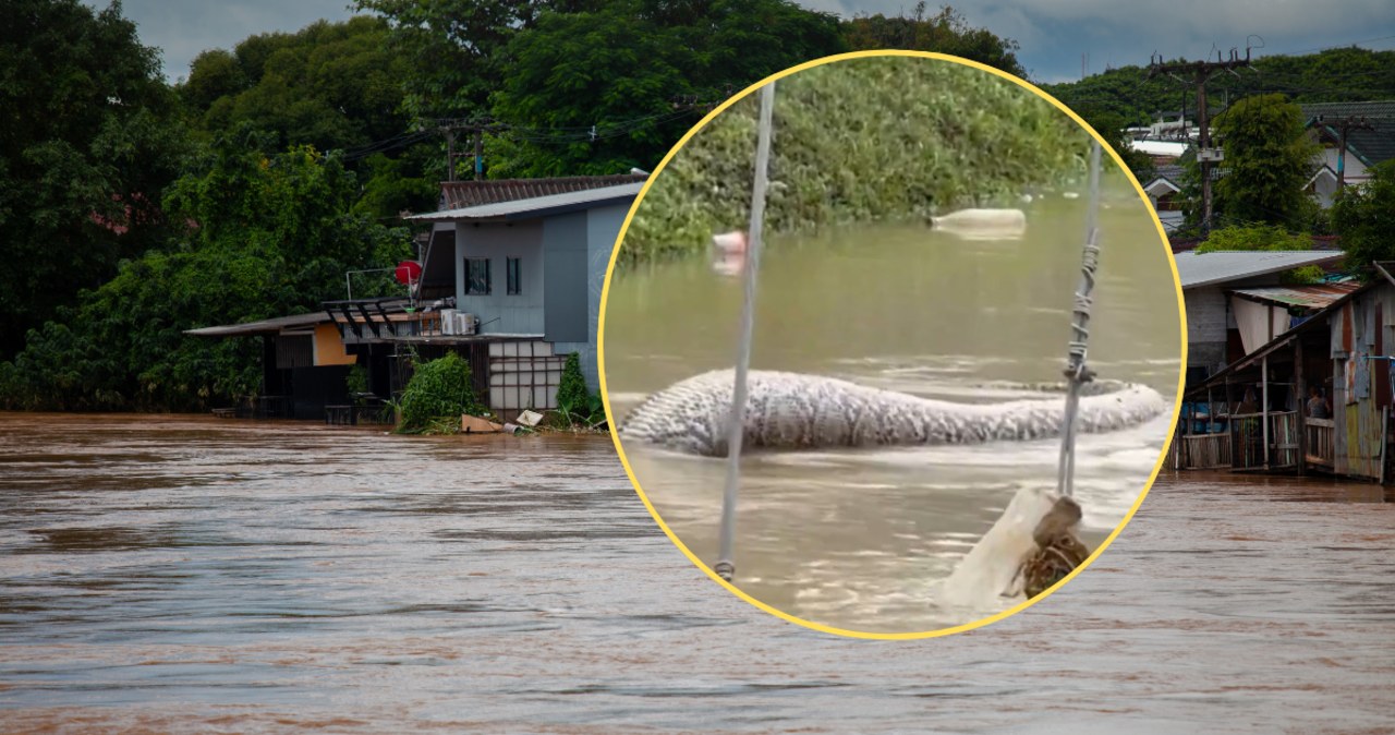 Powódź zalała ulice Tajlandii. W wodzie dryfował gigantyczny wąż