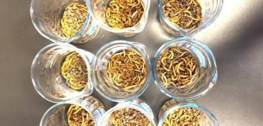 Czy robaki pomogą nam uporać się z plastikiem?