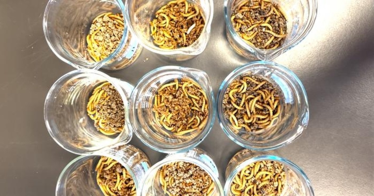 Czy robaki pomogą nam uporać się z plastikiem?