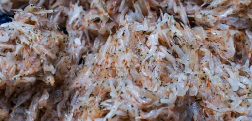 Kryl – rybny hit z PRL. Zastępował kotlety, lądował w pierogach