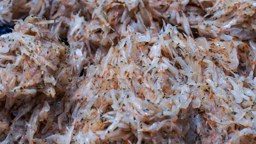 Kryl – rybny hit z PRL. Zastępował kotlety, lądował w pierogach