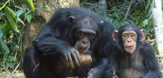 Szympansy potrafią to robić jak ludzie