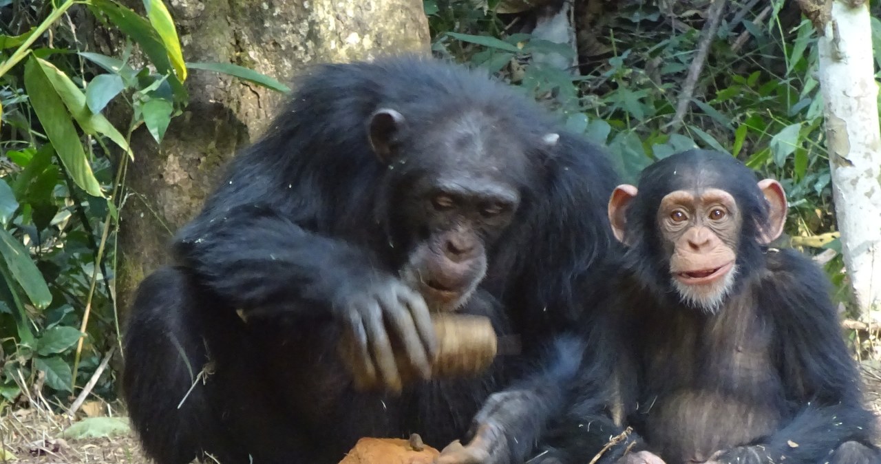 Szympansy potrafią to robić jak ludzie