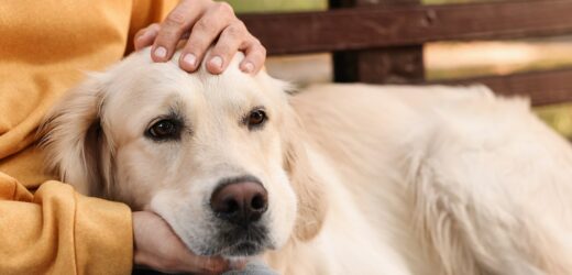 Pies jeszcze starszym przyjacielem