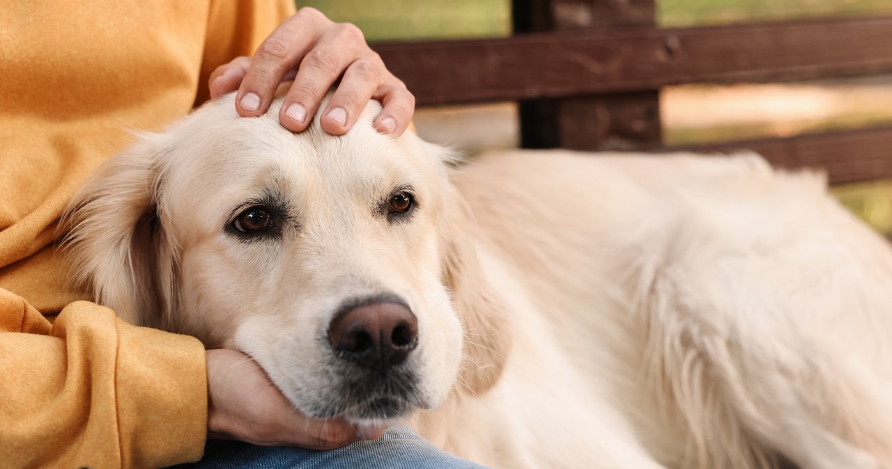 Pies jeszcze starszym przyjacielem