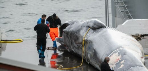 ​Władze Islandii zezwoliły na polowania na wieloryby do 2029 roku