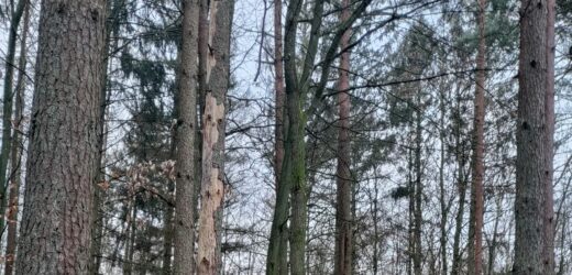 Kornik w Koszalinie. Trzeba pilnie wyciąć drzewa na Górze Chełmskiej