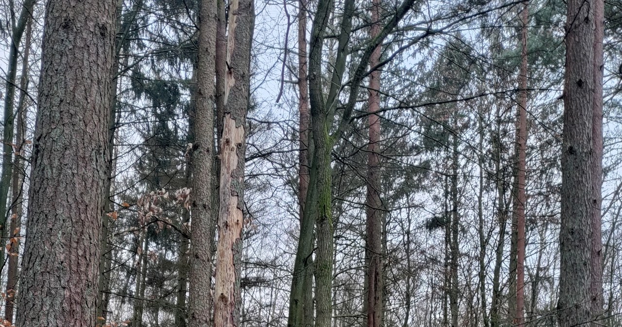 Kornik w Koszalinie. Trzeba pilnie wyciąć drzewa na Górze Chełmskiej